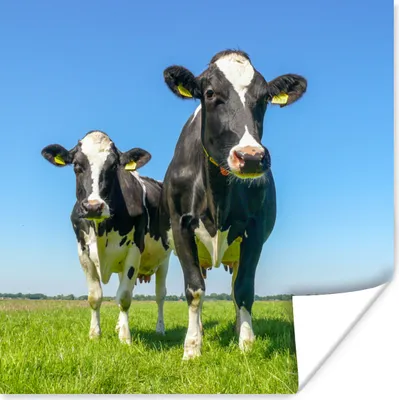 Produktbild von MuchoWow® Poster Kühe - Weide - Tiere - Bauernhof 50x50 cm - Wohnzimmerdekoration