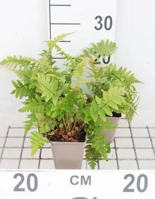 Immagine prodotto di 6 x Dryopteris filix-mas - Felce vermiforme - vaso 9 x 9 cm