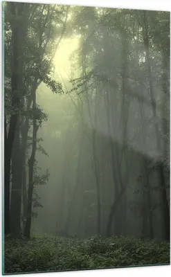 Produktbild von Bilder auf glas - Einteilig - Wald Nebel Baum - 70x100cm - Glasbilder - Wandbilder - Bilder - zum Aufhängen bereit - Wanddekoration aus Glas - Glas Bilder - Wandbild auf Glas - GPA70x100-3543