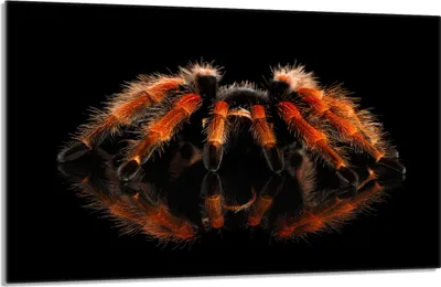 Produktbild von Herdabdeckplatte 80x52cm 1-teilig Glaskeramikkochfeld-Abdeckung Spritzschutz, Spinne Schwarz
