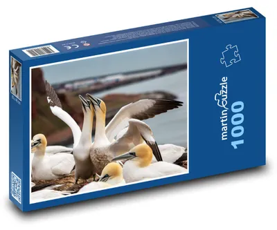 Zdjęcie produktu dla Puzzle 1000 Ptaki morskie na klifie - martinpuzzle