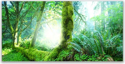Produktbild von Tulup Leinwand-Bilder 120x60 Wandbild Canvas Kunstdruck Wald Natur