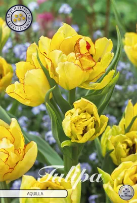 Artikelbild 2 von 'Tulpe Aquilla (7 Stück)' aus der Kategorie Tulpenzwiebeln