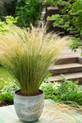 Immagine prodotto di 10 pezzi Erba piuma tenera Stipa tenuissima Coda di cavallo 20-30 cm - Erbe - Erbe ornamentali - Difficili - Perenni