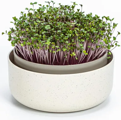 Productafbeelding van Grote kiemschaal 16 cm - tuinkers kweekkiemscheutbox met koffiedik-bijmenging