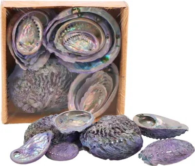 Produktbild von Dekoration Abelone Muscheln - Mix - ca. 5 bis 11 cm – 500 Gramm – Lila
