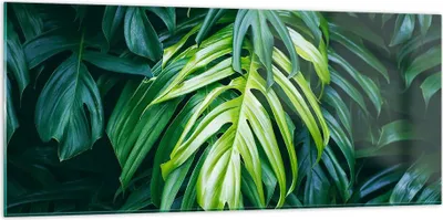 Produktbild von Bilder auf glas - Blume Natur - 120x50cm - Glasbilder - Wandbilder - Bilder - Kunstdruck - zum Aufhängen bereit - Wanddekoration aus Glas - Glas Bilder - Wandbild auf Glas - Einteilig - GAB120x50-3951