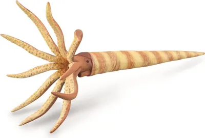 Immagine prodotto di COLLECTA Orthoceras