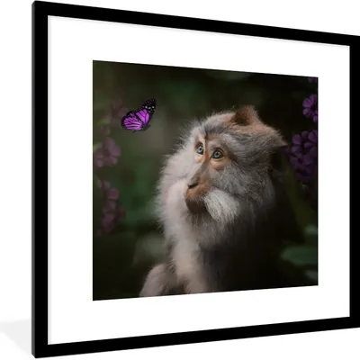 Produktbild von MuchoWow® MuchoWow® Gerahmtes Poster Schmetterling - Tiere - Affe 40x40 cm - Poster mit zchwarzem Bilderrahmen - Poster - Plakat im Rahmen