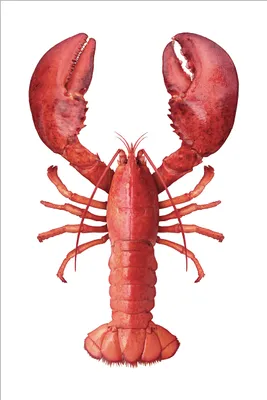Image de ESTAhome sticker mural homard rouge 70 x 46.5 cm