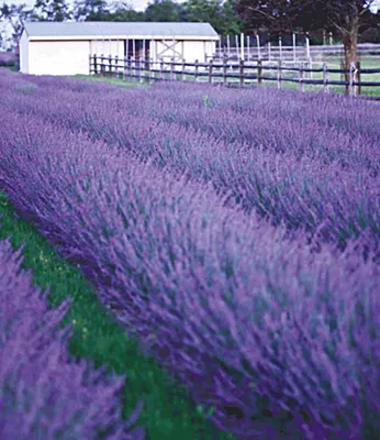Produktbild von BALDUR Garten 3x Lavendel Phenomenal® Duftlavendel, Pflanzen im 9x9 cm-Topf, duftender Lavendel, Lavandula, winterharte Staude, trockenresistent, mehrjährig, Blickfang im Garten und Beet