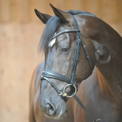 Produktbild von Kavalkade Trense Mia schwedisch-kombiniert schwarz Warmblut