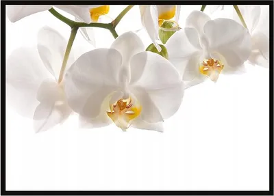 Image de Image Poster dans un cadre 53x73 cm Fleurs P1013