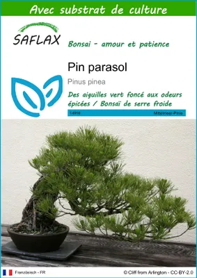 Image de SAFLAX  - Pin parasol - 6 graines - Avec substrat - Pinus