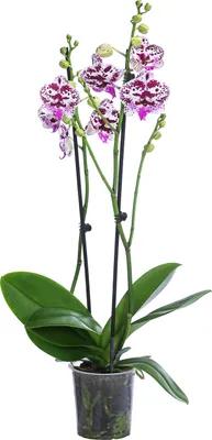 Produktbild von Dehner Schmetterlingsorchidee Signature Speechless Elegance, Phalaenopsis cultivars, zweitriebig, weiß-pinke Blüten, Ø Topf 12 cm, Zimmerpflanze