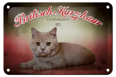 Produktbild von Blechschild Katze 18x12cm Britisch Kurzhaar Großbritannien