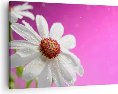 Produktbild von Bild auf Leinwand - Leinwandbild - Blume frühling garten - 70x50cm - Wand Bild - Wanddeko - Leinwanddruck - Bilder - Kunstdruck - Wanddekoration - Leinwand bilder - Wandkunst - AA70x50-2469