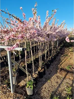 A row of potted flowering trees with pink blossoms, likely in a nursery or garden center.