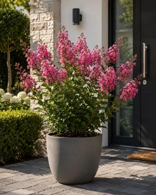 Produktbild von Lagerstroemia indica With Love Eternal® 40 cm – Indischer Flieder, Kreppmyrte, Zierstrauch mit langer Sommerblüte