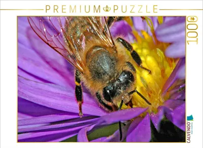 Produktbild von CALVENDO Puzzle Honigbiene | 1000 Teile Lege-Größe 64x48cm Foto-Puzzle für glückliche Stunden
