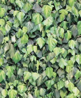 Productafbeelding van UGEPA vliesbehang, groen, J434-04