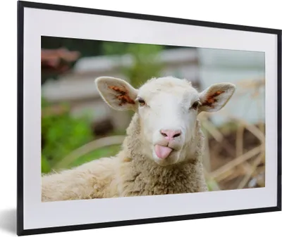 Produktbild von MuchoWow® Gerahmtes Poster Schafe - Tiere - Wolle 60x40 cm - Poster mit Schwarzem Bilderrahmen Wandposter Rahmen Foto Bilder - Schlafzimmer - Plakat in Rahmen - Drucken