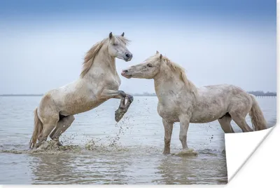 Produktbild von MuchoWow® Poster Zwei Pferde im Wasser in der Camargue 160x120 cm - Foto Plakat
