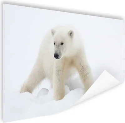 Produktbild von MuchoWow® Poster Tiere - Eisbär - Schnee 120x80 cm - Bilder