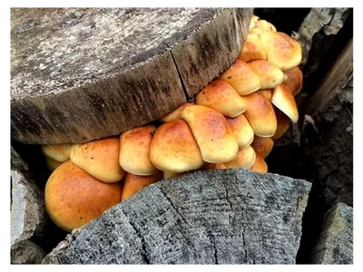 Produktbild von Stockschwämmchen Impfstäbchen - Pilze selbst anbauen