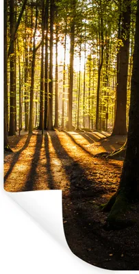Produktbild von MuchoWow® Wandtattoo Wandsticker Wandaufkleber Sonne - Bäume - Wald - Landschaft - Natur 80x160 cm Selbstklebend und Repositionierbar - Sticker - Dekorfolie