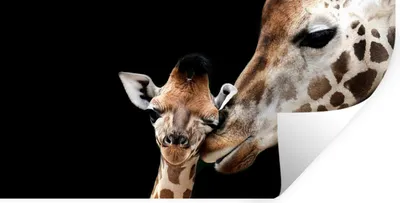 Produktbild von MuchoWow® Wandtattoo Wandsticker Wandaufkleber Giraffe - Tiere - Schwarz - Porträt - Tiere 80x40 cm Selbstklebend und Repositionierbar - Aufkleber