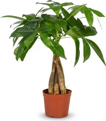 Image de Green boutiQ - Plante d'intérieur - Arbre à argent - Pachira Aquatica - Vert - Peu d'entretien - 1 plante - Pot de 12 cm - Hauteur : 40 à 50 cm
