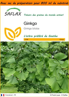 Image de SAFLAX Garden in the bag - Ginkgo - 4 graines - Ginkgo