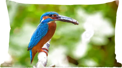 Produktbild von MuchoWow® Zierkissen Sofakissen Wohnzimmer Dekokissen 50x30 cm Eisvogel - Fisch - Baum - Wohnzimmerdekoration - Polster mit Photo