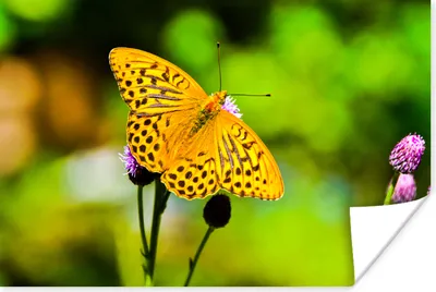 Produktbild von MuchoWow® Poster Schmetterling - Tiger - Blume 120x80 cm - Bilder