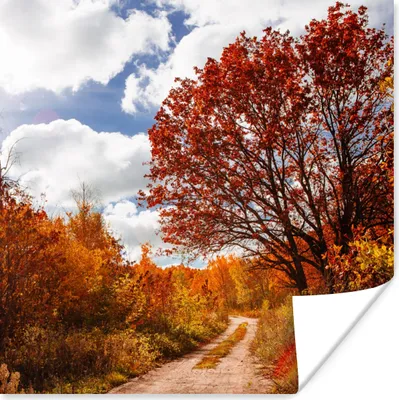 Produktbild von MuchoWow® Poster Baum - Weg - Herbst 75x75 cm - Wand Dekoration