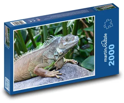 Produktbild von Puzzle 2000 Leguan im tropischen Dschungel - martinpuzzle