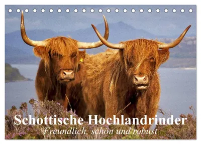 Produktbild von Schottische Hochlandrinder. Freundlich, schön und robust (Tischkalender 2027 DIN A5 quer), CALVENDO Monatskalender
