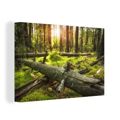 Obrázek produktu pro OneMillionCanvasses® Malba na plátně Nástěnná malba na plátně - Strom - les - mech - 150x100cm