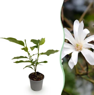 Produktbild von GreenboutiQ - Gartenpflanze - Magnolia stellata - Blüte Weiß - 1 Pflanze - Laubabwerfend - Pflegeleicht - Topf 12cm Höhe 30cm
