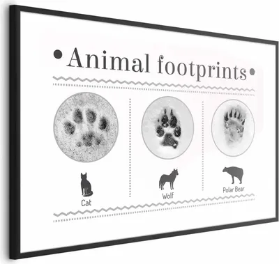 Produktbild von Posterpapier Poster - Paw Prints 60x40 cm Tiere g-A-0196-ao-a
