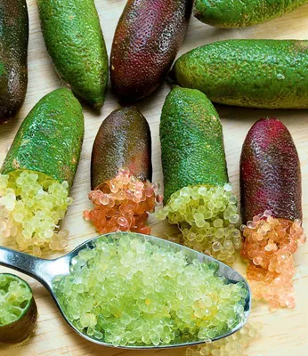 Produktbild von BALDUR Garten 1x Kaviar-Limette, Pflanze im 12 cm-Topf, Fingerlimette, mehrjährig - frostfrei halten, Wasserbedarf gering, für Standort in der Sonne geeignet, Microcitrus australasica