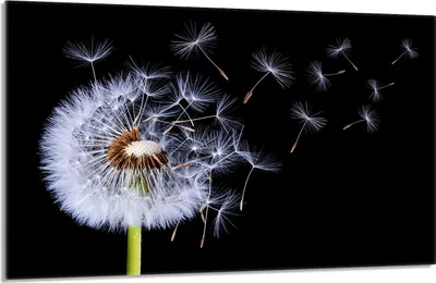 Obrázok produktu pre Kryt varnej dosky 80x52cm 1-dielny keramický kryt varnej dosky, púpavová čierna