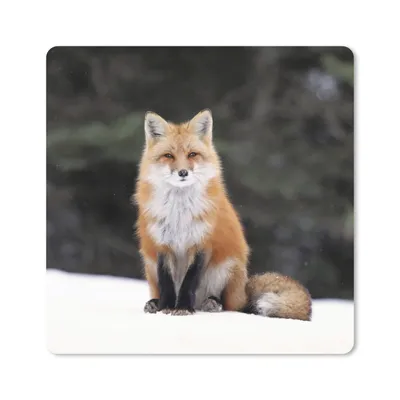 Produktbild von MuchoWow® Mauspad Mousepad Fuchs - Schnee - Rot 20x20 cm - Mousepads - Maus Mat - Pad - Mausunterlage - Desk Mat - Bureauartikeln