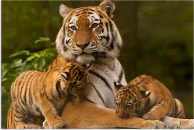 Produktbild von MuchoWow® Poster Tiger - Jungtiere - Natur 30x20 cm - Plakate - Print