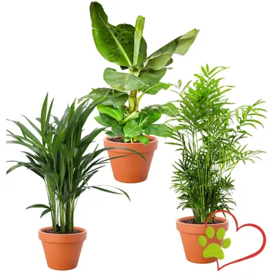 Productafbeelding van Kamerplanten set - 3 planten - Bananenplant bergpalm goudpalm - 30 tot 60 cm