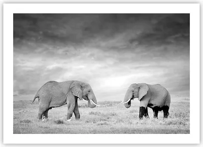Produktbild von Poster - Poster ohne Rahmen - Elefanten Schwarzweiß Safari - 70x50 cm - Wand Bild - Wanddeko - Wandbilder - Kunstposter - Wandposter - Bilder - Kunstdruck - Wanddekoration - Wandbild - P2XAA70x50-4186