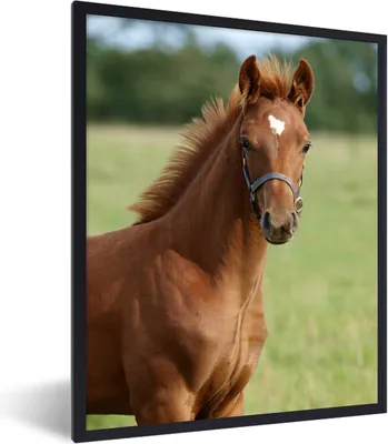 Produktbild von MuchoWow® MuchoWow® Gerahmtes Poster Pferd - Tier - Gras 30x40 cm - Poster mit zchwarzem Bilderrahmen - Wanddeko - Kunstdrucke