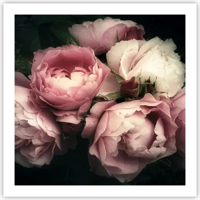 Produktbild von Poster - Poster ohne Rahmen - Pfingstrose Blume - 60x60 cm - Wand Bild - Wanddeko - Wandbilder - Kunstposter - Wandposter - Bilder - Kunstdruck - Wanddekoration - Wandbild - P2XAC60x60-3930