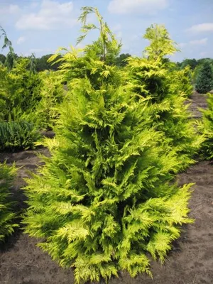 Produktbild von Gelbe Scheinzypresse Golden Wonder - Chamaecyparis lawsoniana - 40-50cm